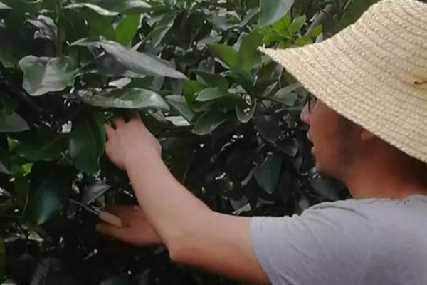 沙田柚的种植技术，宜选30度以下山坡地种植