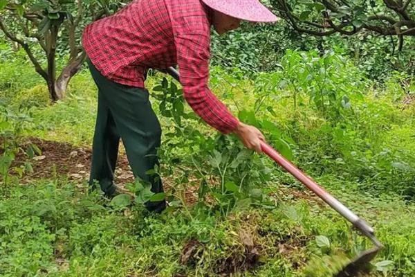 沙田柚的种植技术，宜选30度以下山坡地种植