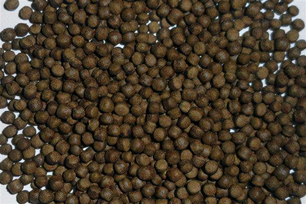 金龙鱼适合喂什么食物，鱼虾类、昆虫类、虫类、合成饲料均可饲喂