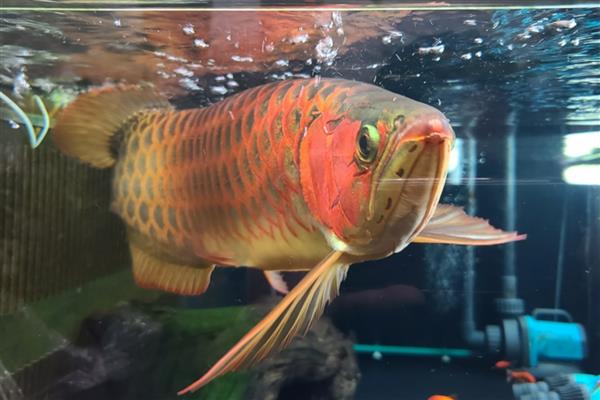 金龙鱼适合喂什么食物，鱼虾类、昆虫类、虫类、合成饲料均可饲喂