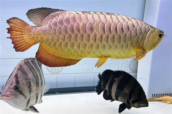 金龙鱼适合喂什么食物，鱼虾类、昆虫类、虫类、合成饲料均可饲喂