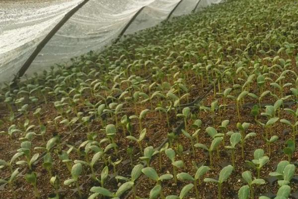 小型西瓜的栽培技术，通常采用多蔓多果整蔓方法栽培
