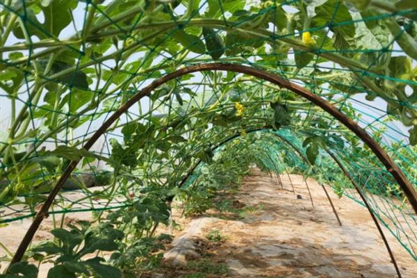 小型西瓜的栽培技术，通常采用多蔓多果整蔓方法栽培