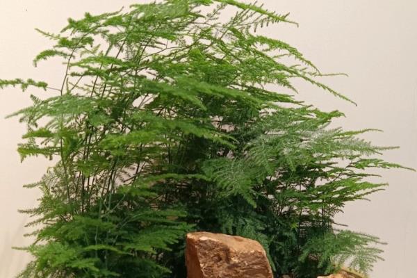 文竹能不能放在卧室，没有任何毒性可放卧室养殖