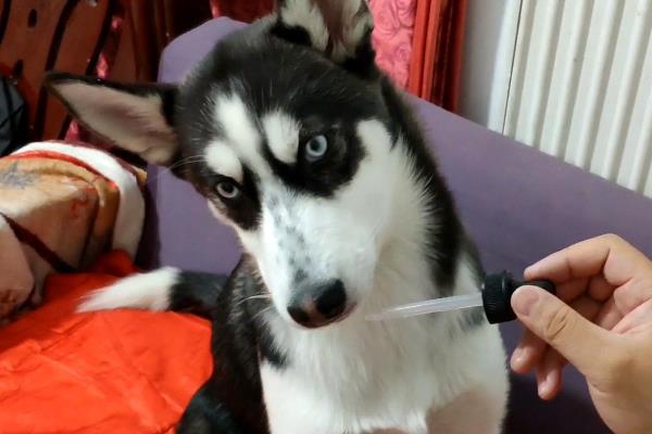 狗狗发烧有什么表现，会出现体温上升、食欲降低、鼻头变湿等症状