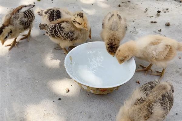 鸡的采食量为什么会下降，主要有以下4个因素