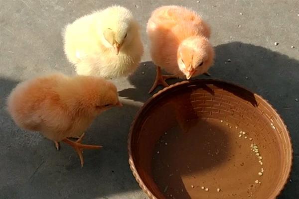 鸡的采食量为什么会下降，主要有以下4个因素