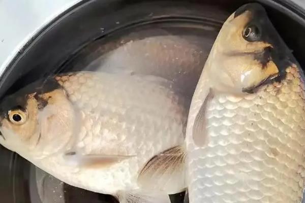 野河夜钓适合用什么饵料，可选择自然饵料或商品饵料