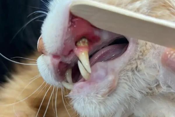 引起猫咪口炎的原因 ，通常是由不洁的牙齿引起的
