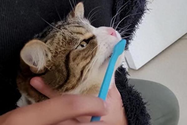 引起猫咪口炎的原因 ，通常是由不洁的牙齿引起的