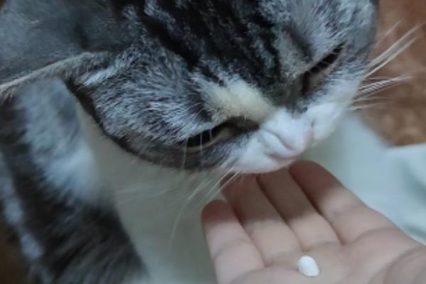 引起猫咪口炎的原因 ，通常是由不洁的牙齿引起的