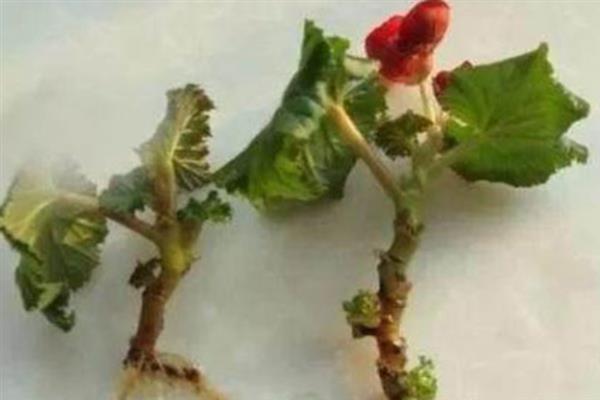 丽格海棠会掉花原因，可能是温度不当或施肥不当等