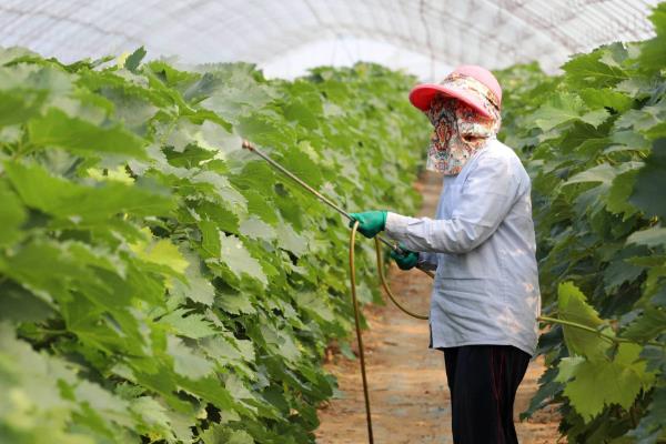 洗菜机能去除农药吗，可以去除85%以内的农药杂质