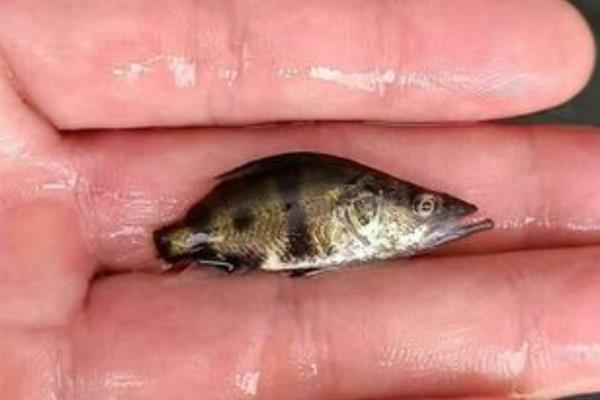 养殖桂鱼的方法，前期和后期每隔7-10天喂一次