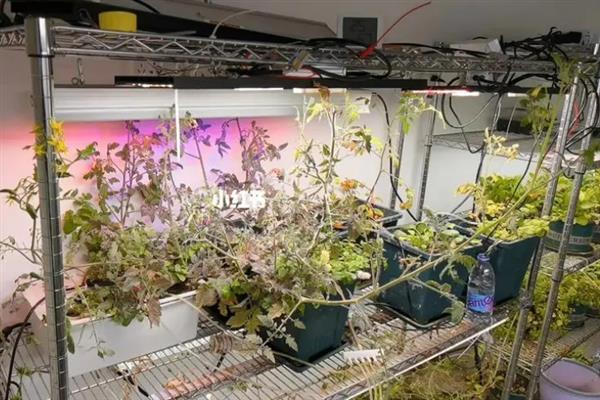 番茄栽培技术，可以采用水培也可以采用基质栽培