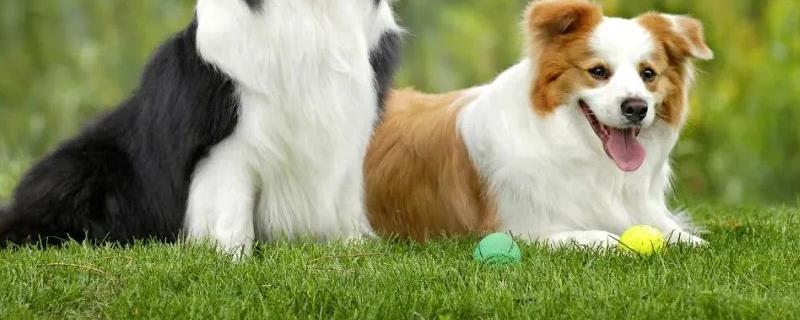 犬猫肾小球肾炎怎么治疗，使用双氢克尿塞、硫唑嘌呤等药物有疗效