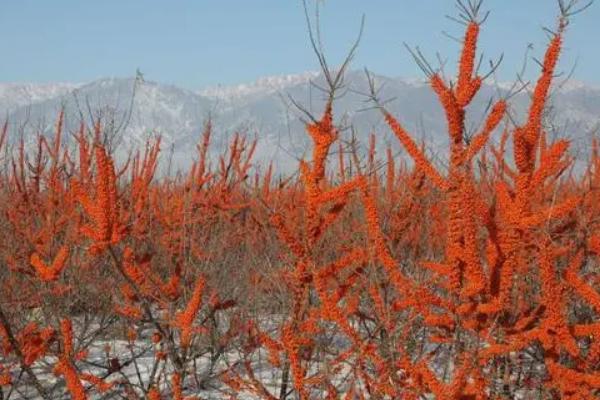 沙棘的生长发育过程，萌芽期为3月下旬左右