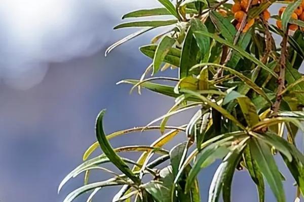 沙棘的生长发育过程，萌芽期为3月下旬左右