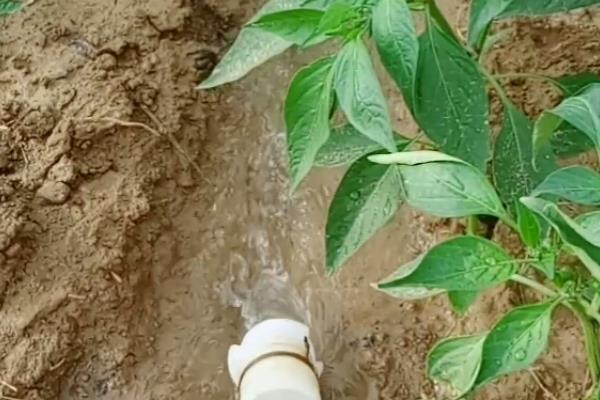 红椒的种植方法，宜在8月下旬至9月上旬播种