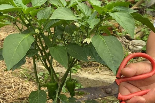 红椒的种植方法，宜在8月下旬至9月上旬播种