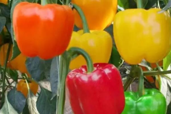 红椒的种植方法，宜在8月下旬至9月上旬播种