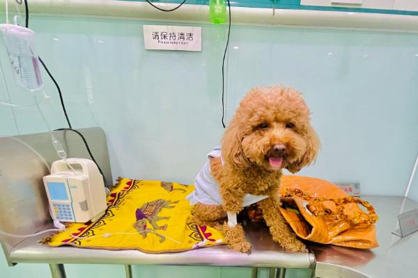 犬瘟热如何治疗，早期要及时给其输血