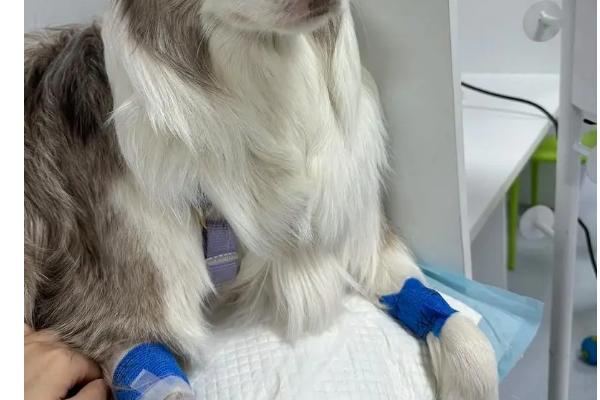 犬瘟热如何治疗，早期要及时给其输血