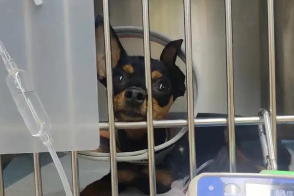 犬瘟热如何治疗，早期要及时给其输血