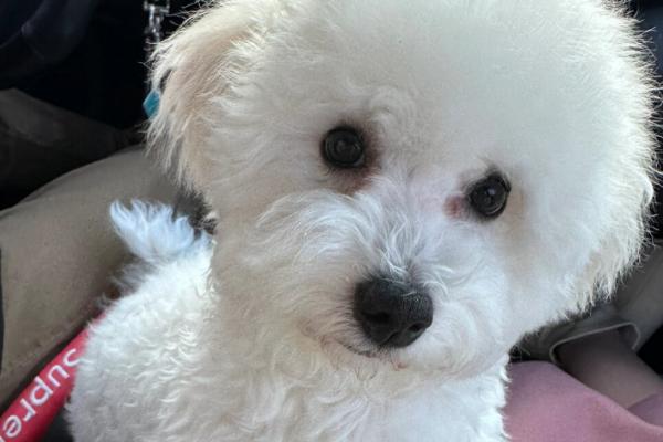 犬瘟热如何治疗，早期要及时给其输血