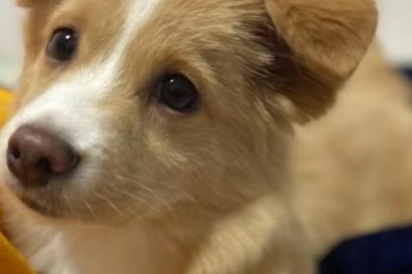 犬瘟热如何治疗，早期要及时给其输血
