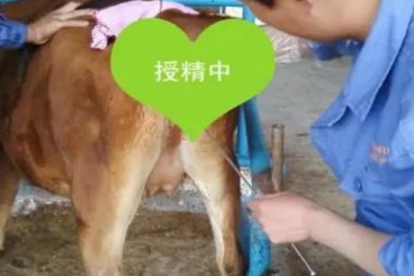 牛的生殖方式，以自然交配、人工辅助交配为主