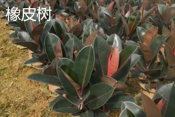 哪些植物不怕暴晒，常见的有橡皮树、鹤望兰等