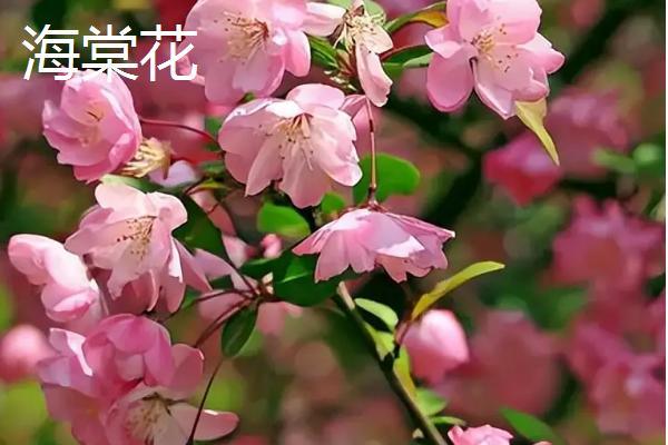 哪些植物不怕暴晒，常见的有橡皮树、鹤望兰等