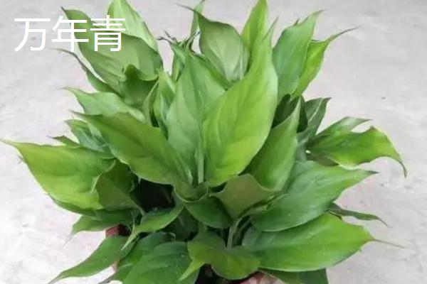 哪些植物不怕暴晒，常见的有橡皮树、鹤望兰等