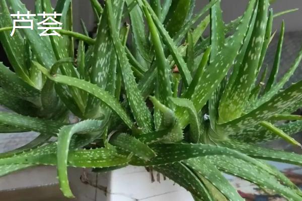 哪些植物不怕暴晒，常见的有橡皮树、鹤望兰等