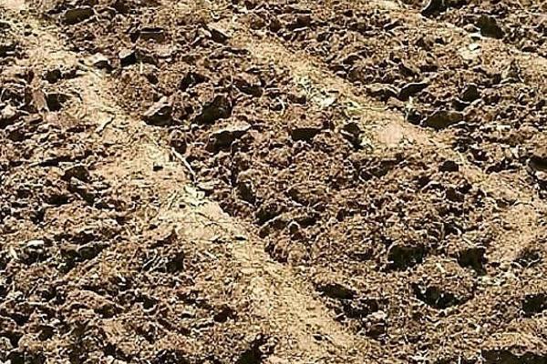 红椒的种植方法，宜在8月下旬至9月上旬播种