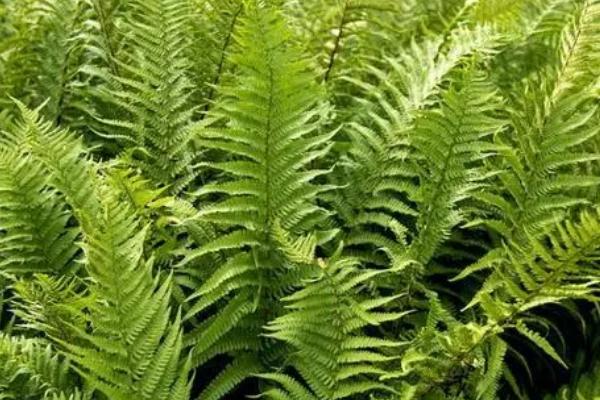 哪些植物不怕暴晒，常见的有橡皮树、鹤望兰等