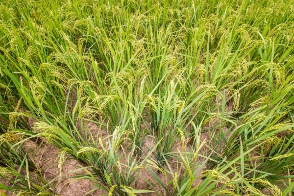 水稻的生活环境特点，温度保持在30-32℃之间为佳