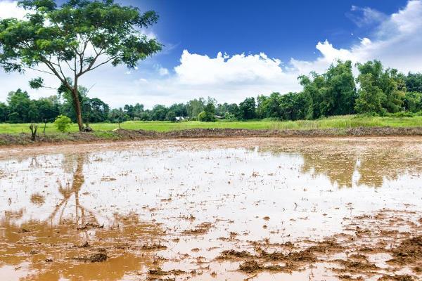 水稻的生活环境特点，温度保持在30-32℃之间为佳