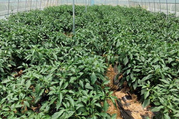 红椒的种植方法，宜在8月下旬至9月上旬播种