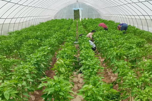 红椒的种植方法，宜在8月下旬至9月上旬播种
