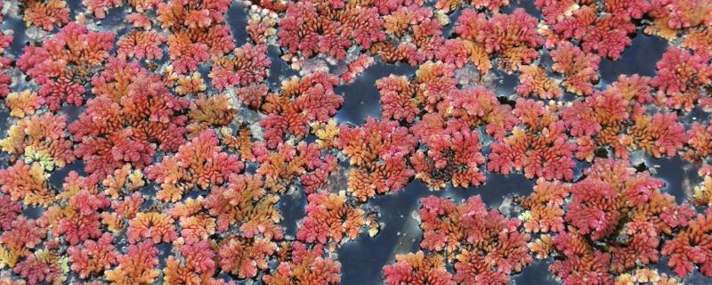 满江红植物的保护等级，当前并未受到保护