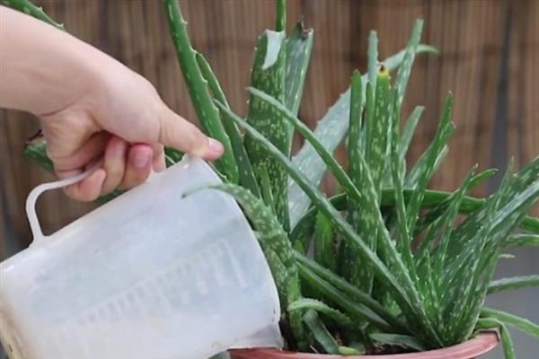 芦荟怎么换盆，取出植株经过修剪再重新栽种