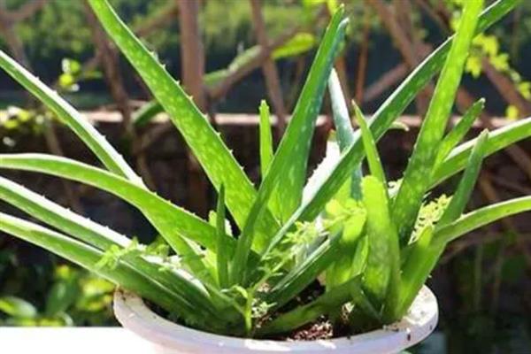 芦荟怎么换盆，取出植株经过修剪再重新栽种