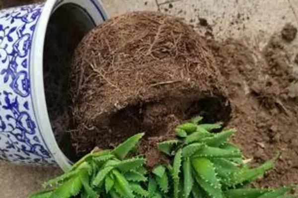芦荟怎么换盆，取出植株经过修剪再重新栽种