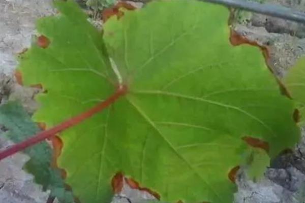 葡萄缺素的症状，缺氮会导致落花落果严重