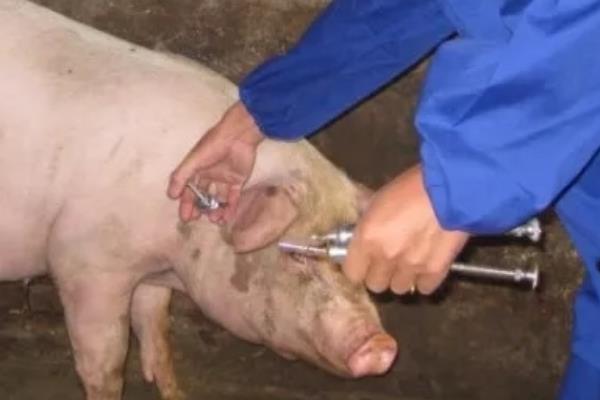 治疗后备母猪不发情的偏方，注射孕马血清等药物能够有效催情