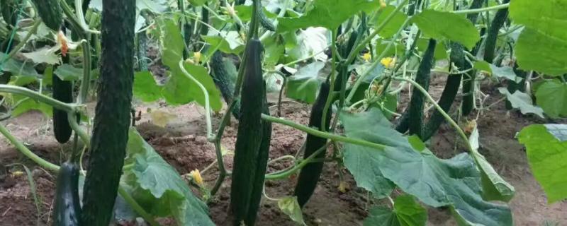 黄瓜的叶片为什么发黄，可能是发生霜霉病、白粉虱等病虫害