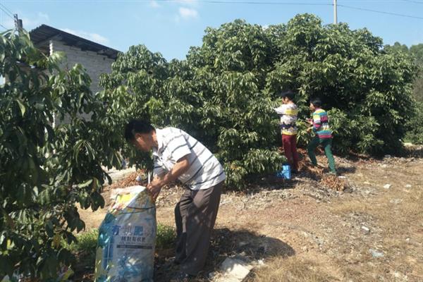 龙眼空壳果的预防措施，需增施硼肥