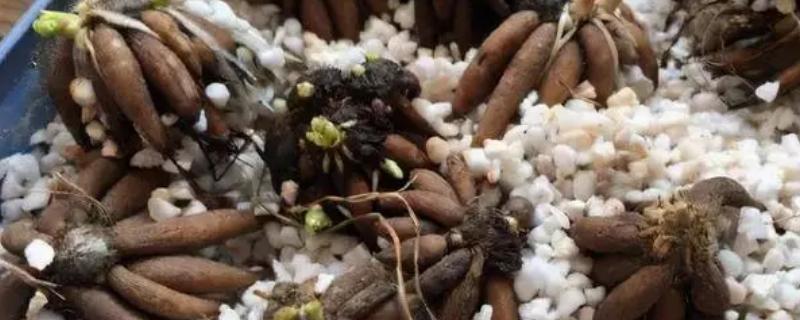 花毛茛种球怎么种植，把温度保持在8-20℃